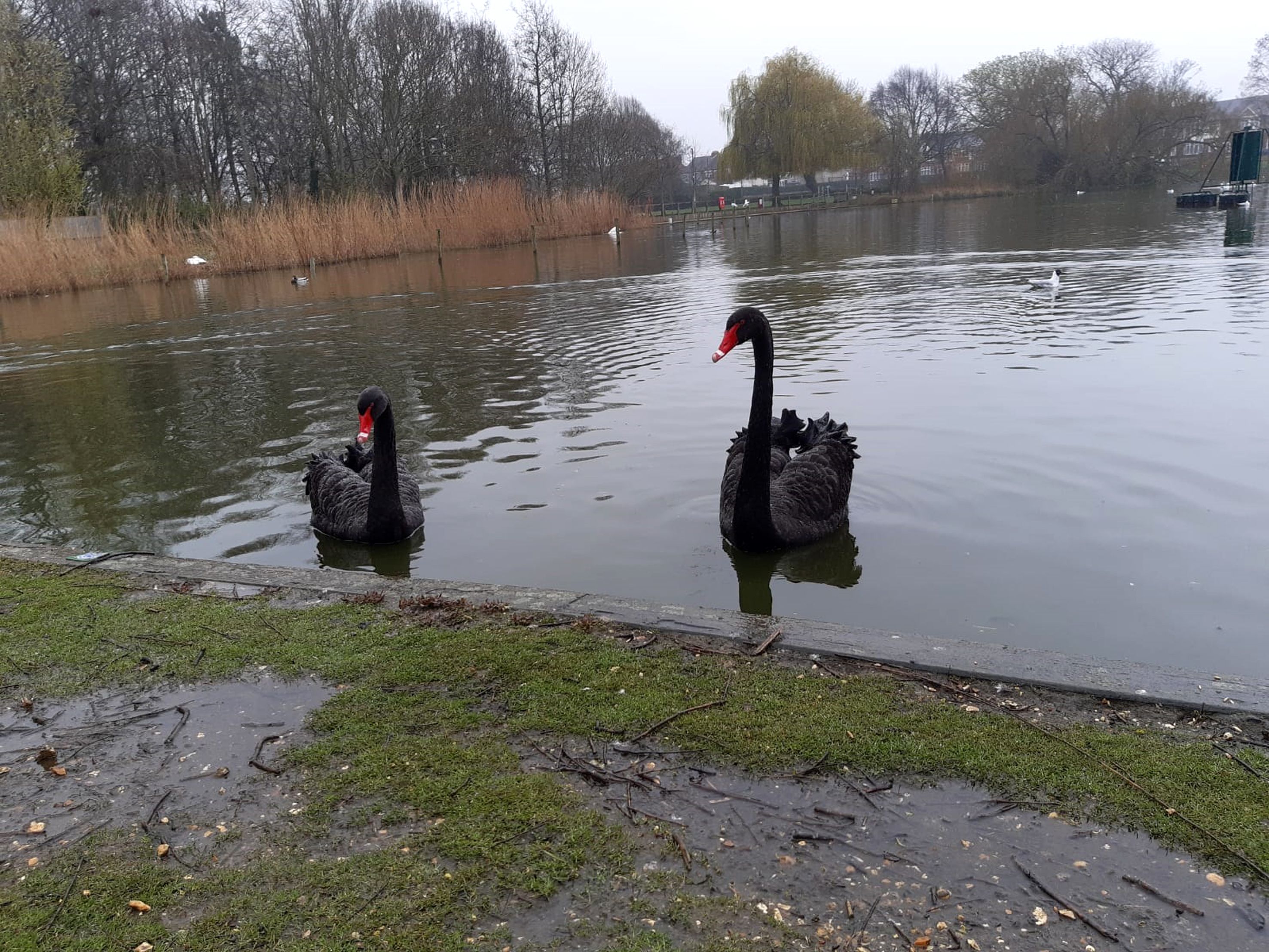 🏞️ 배핀스 연못(배핀스 폰드)
